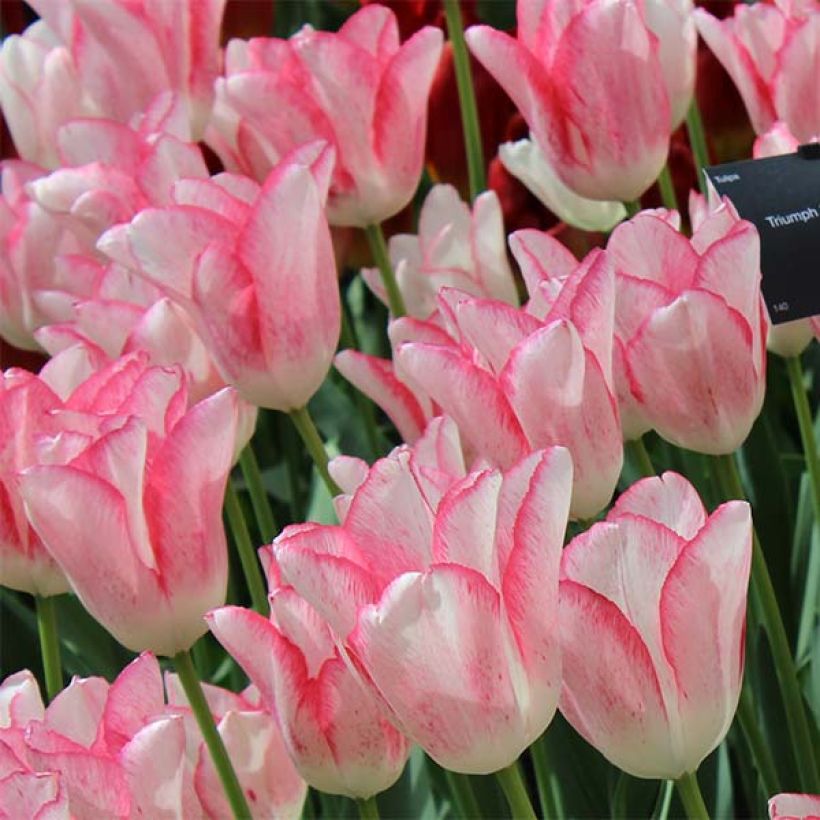 Tulipán Triunfo Beauty Trend (Floración)
