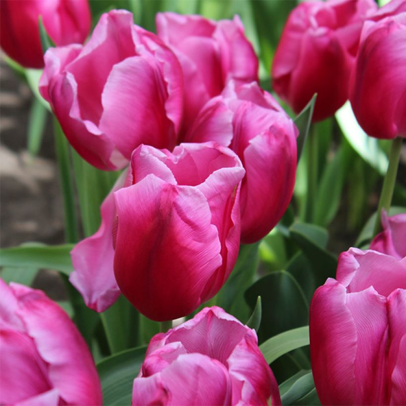 Tulipán Triunfo In Love (Floración)