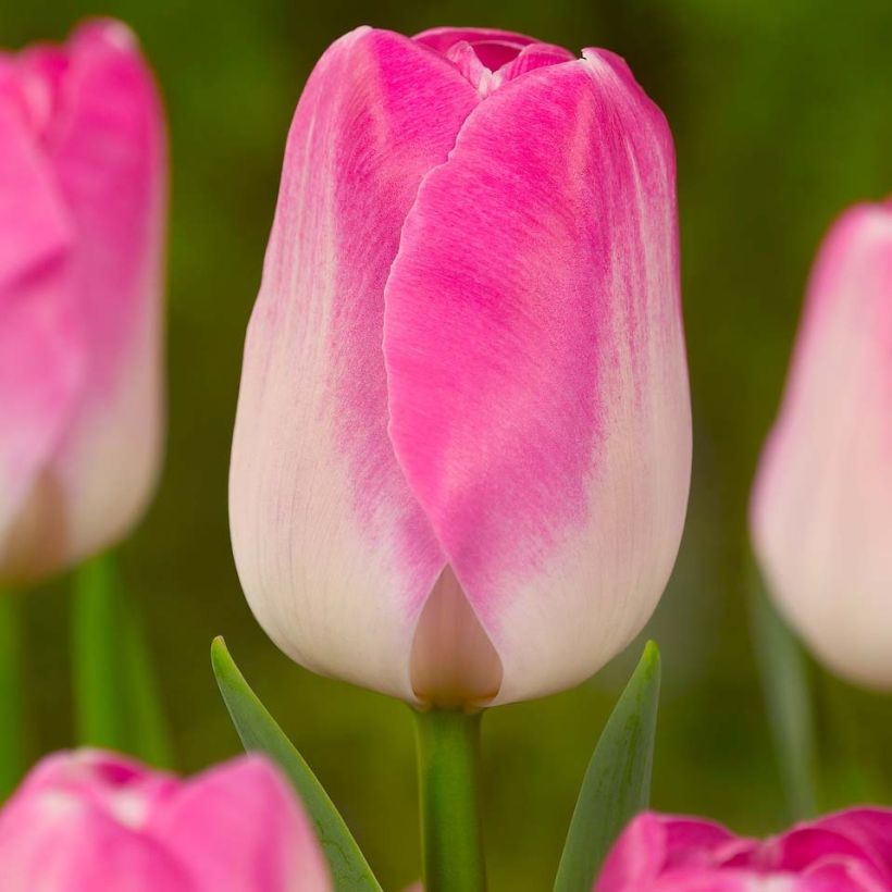 Tulipán Triunfo Innuendo (Floración)