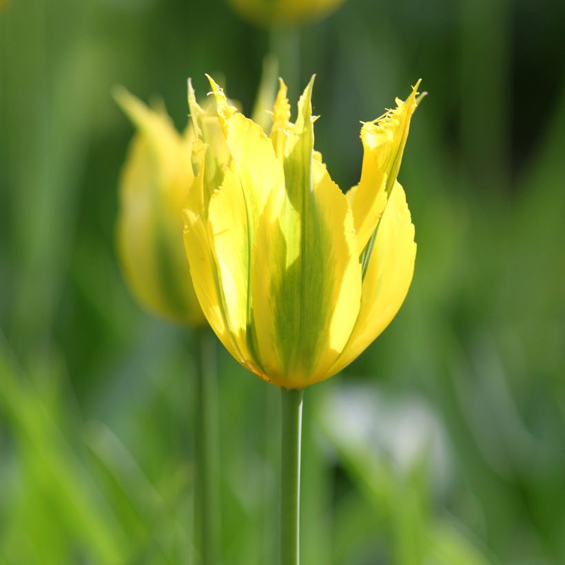 Tulipán Viridiflora Green Mile (Floración)
