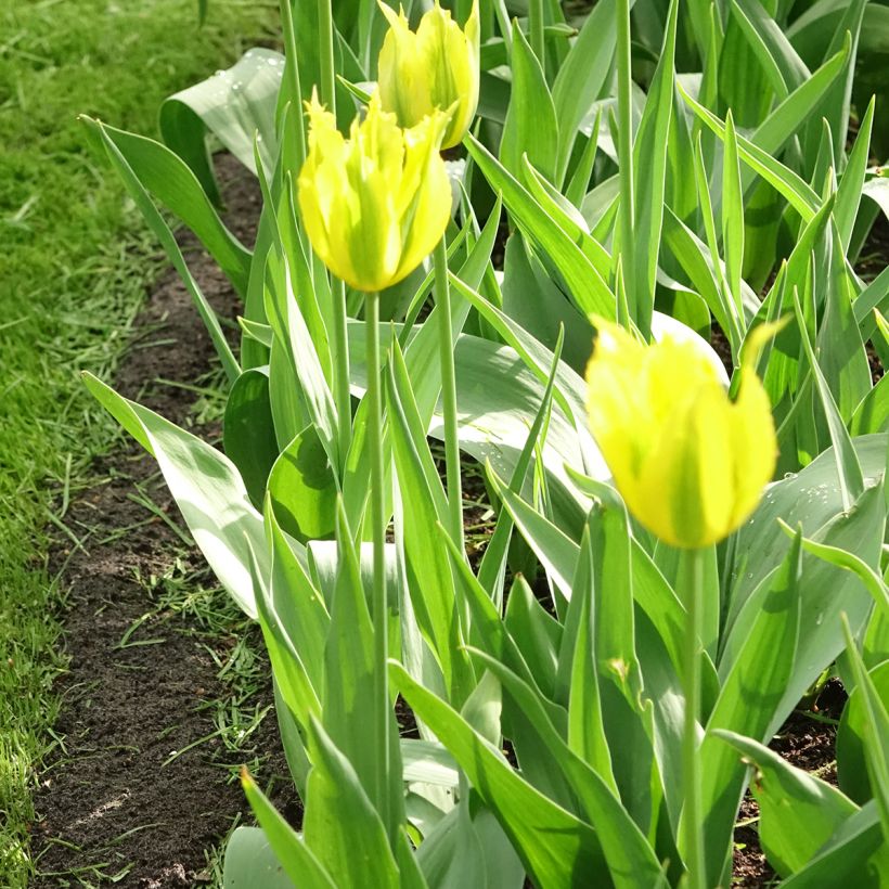 Tulipán Viridiflora Green Mile (Porte)