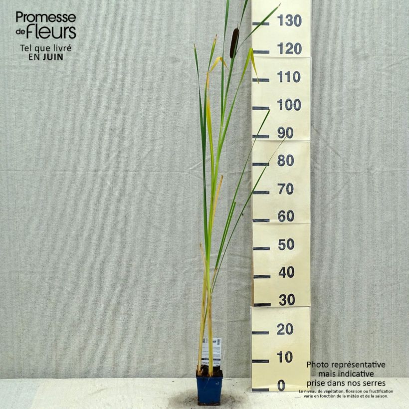 Ejemplar de Typha angustifolia - Espadaña Maceta de 8/9 cm entregado en verano