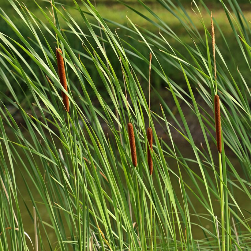 Typha angustifolia - Espadaña (Follaje)