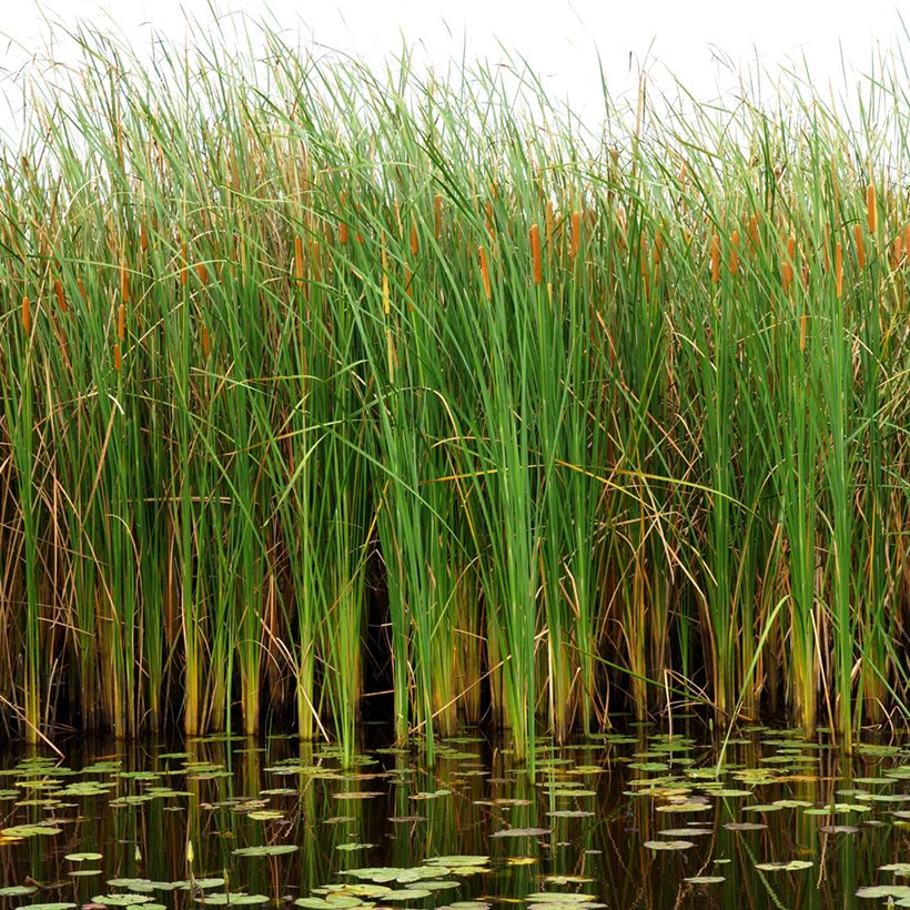 Typha angustifolia - Espadaña (Porte)