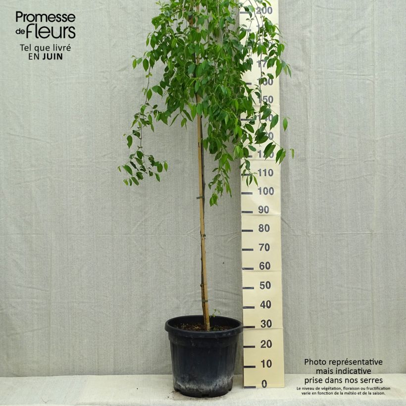 Ejemplar de Ulmus carpinifolia Pendula - Olmo Maceta 30L/35LAltura de entrega aprox. 180/200cm entregado en verano