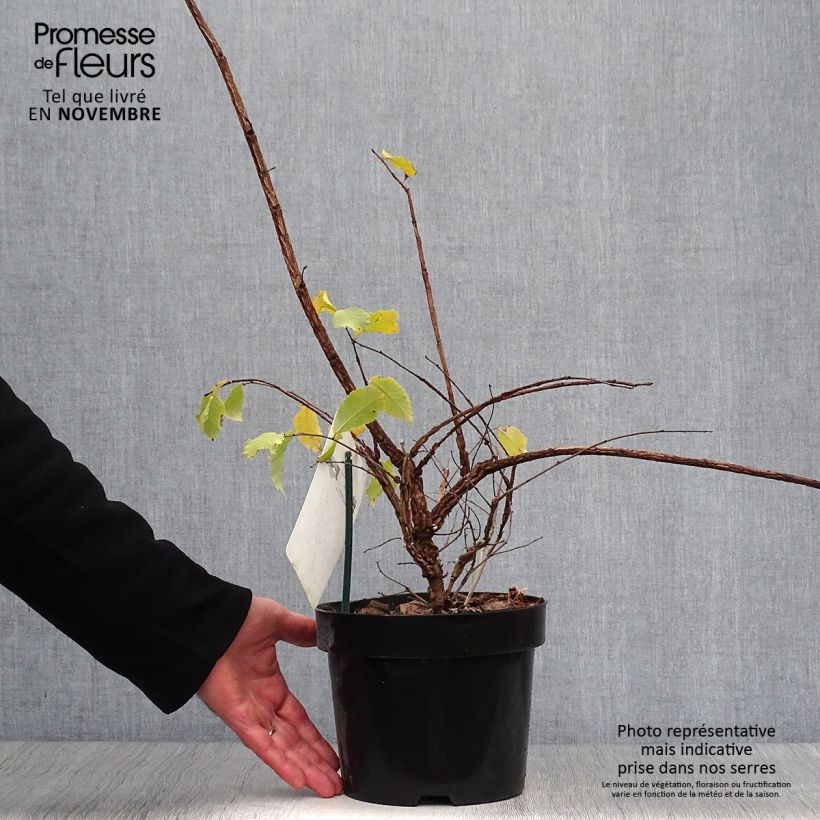 Ejemplar de Ulmus minor suberosa - Olmo Maceta 3L/4L entregado en otoño