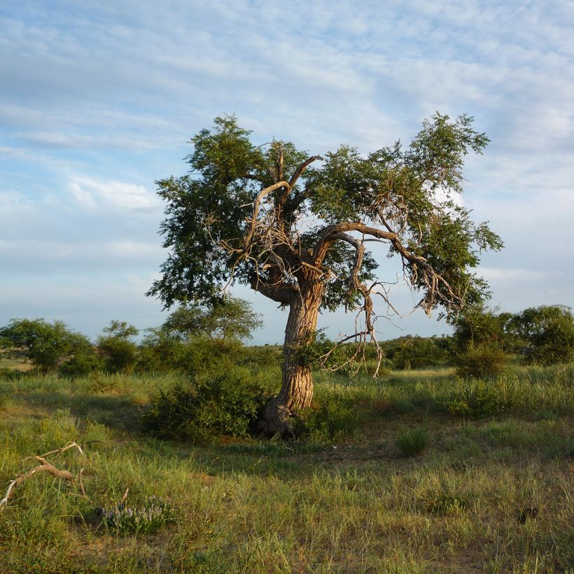 Ulmus pumila - Olmo (Porte)