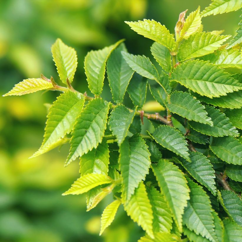 Ulmus pumila - Olmo (Follaje)