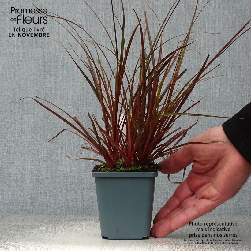 Ejemplar de Uncinia rubra Maceta de 8/9 cm entregado en otoño