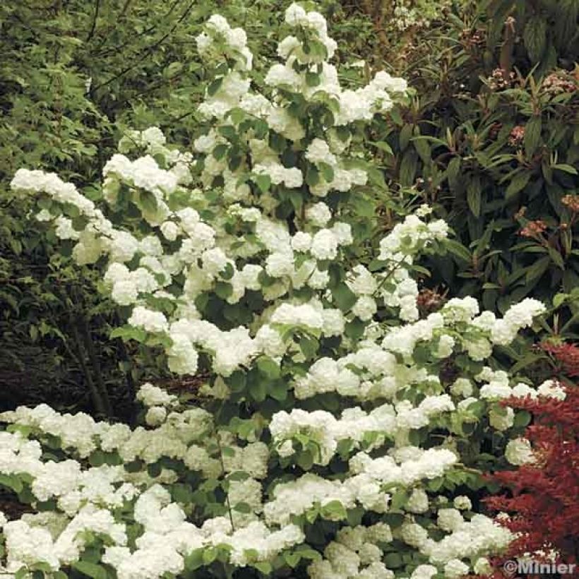 Viburnum plicatum Popcorn - Viburno de China (Porte)