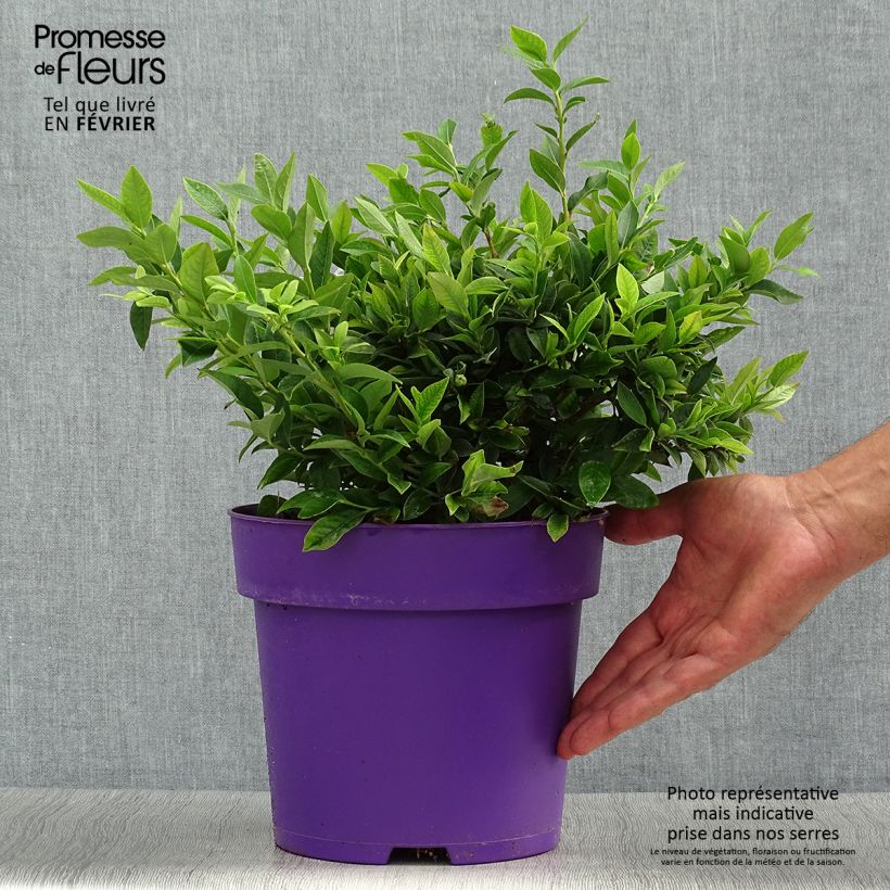 Ejemplar de Arándano Tophat Maceta 4L/5L, Formación arbustiva entregado en otoño
