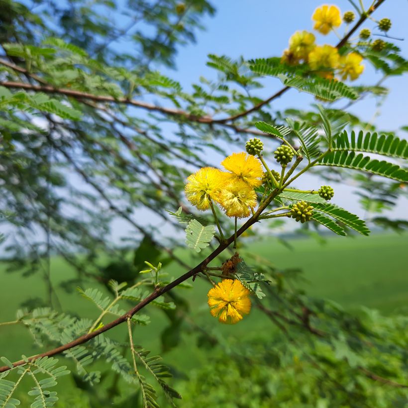 Vachellia farnesiana (Floración)