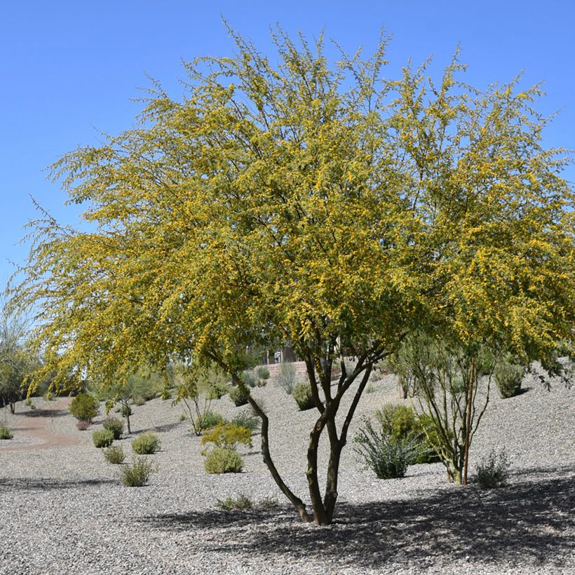 Vachellia farnesiana (Porte)