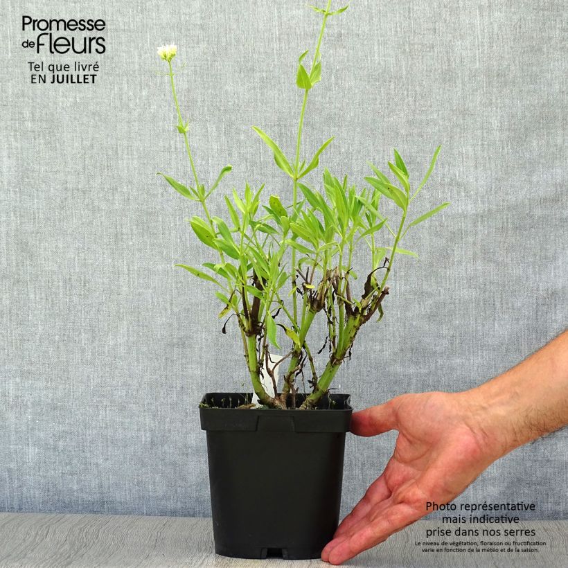 Ejemplar de Centranthus ruber Albus - Hierba de San Jorge Maceta 2L/3L entregado en verano