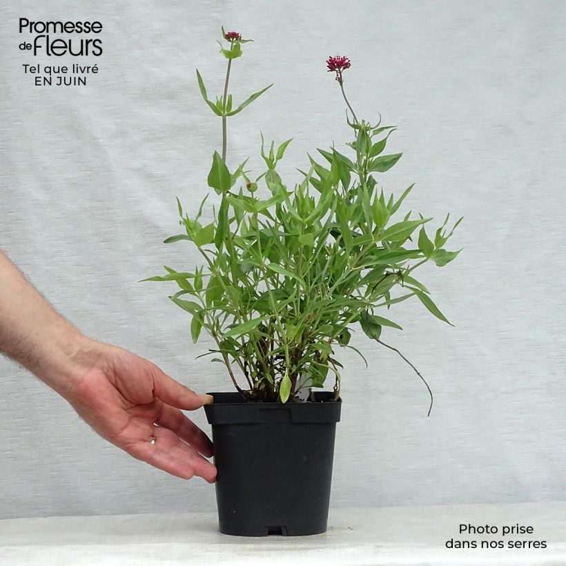 Ejemplar de Centranthus ruber Coccineus - Hierba de San Jorge Maceta 2L/3L entregado en verano