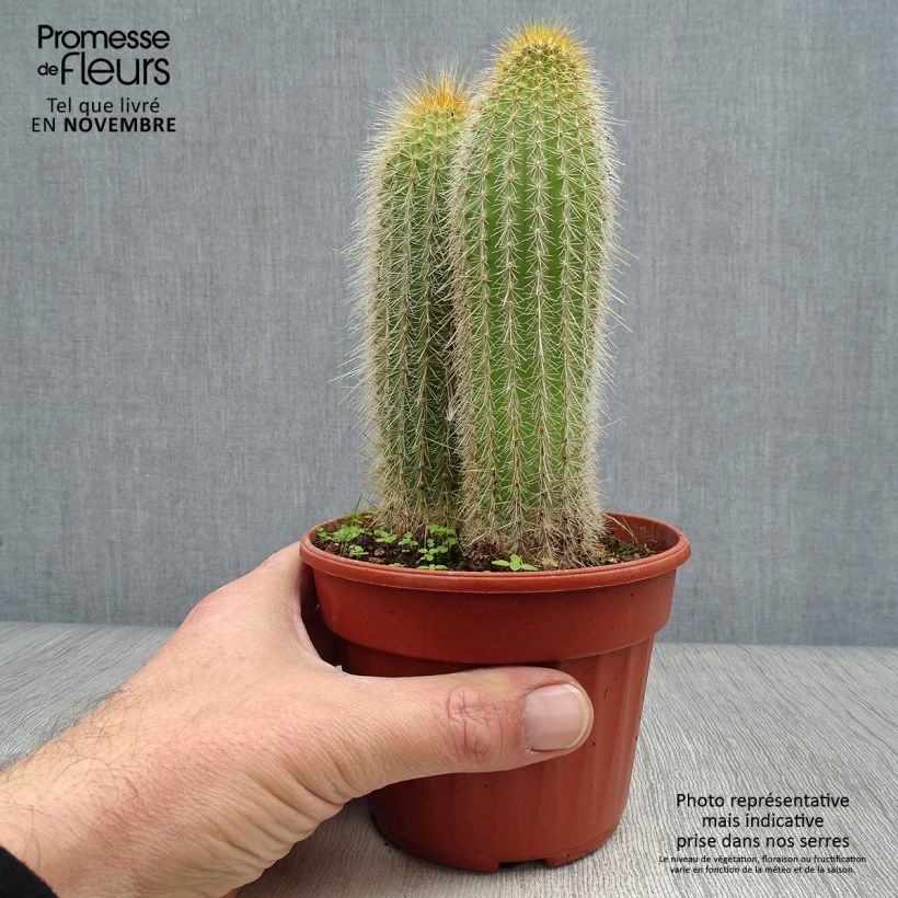 Ejemplar de Vatricania guentheri Maceta de 12 cm / 13 cm entregado en otoño
