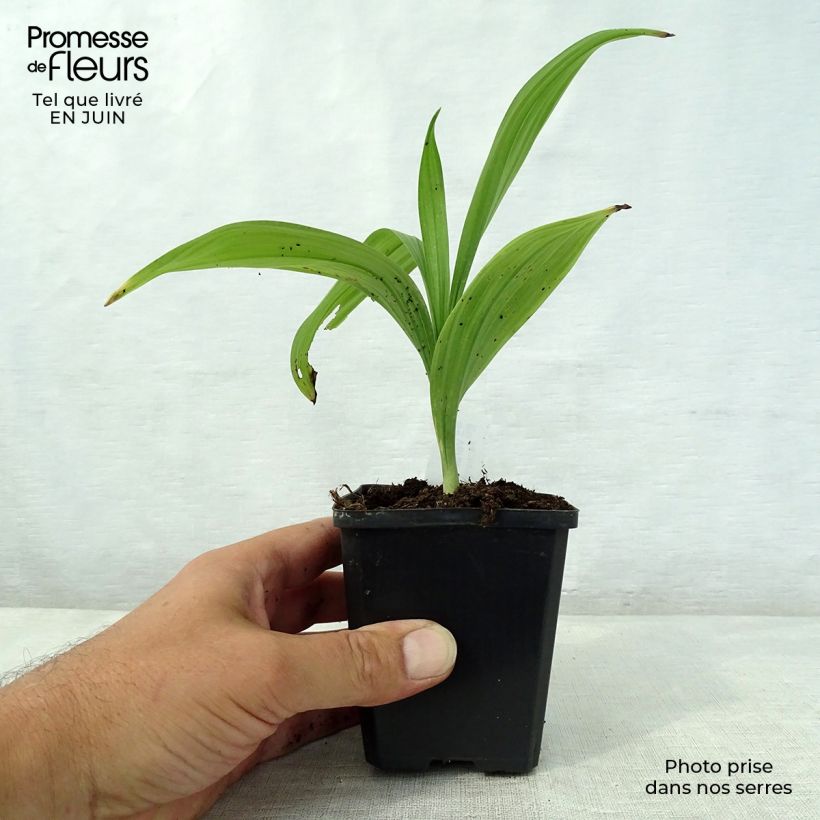 Ejemplar de Veratrum nigrum - Vératre noir Godet de 9cm entregado en verano