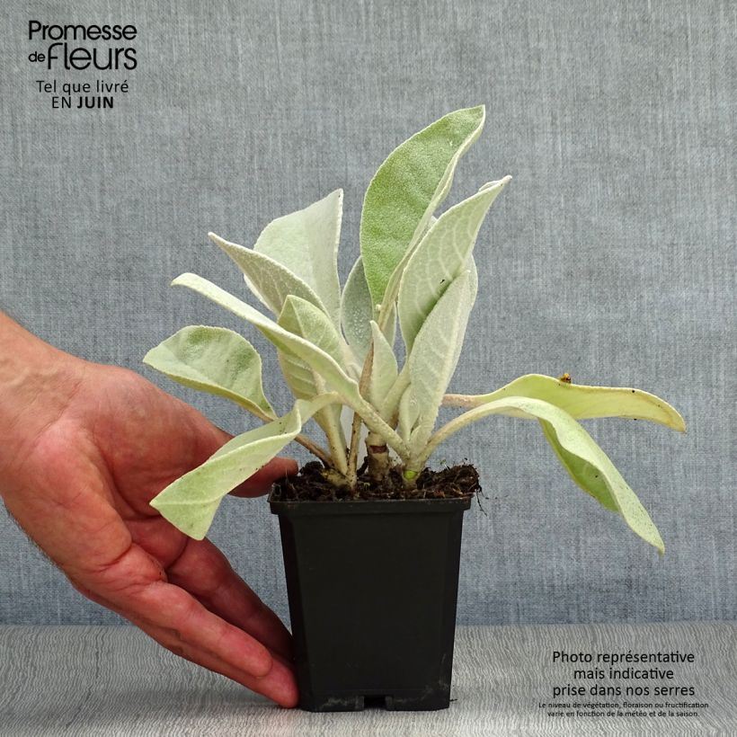 Ejemplar de Verbascum bombyciferum Polarsommer Maceta de 8/9 cm entregado en verano
