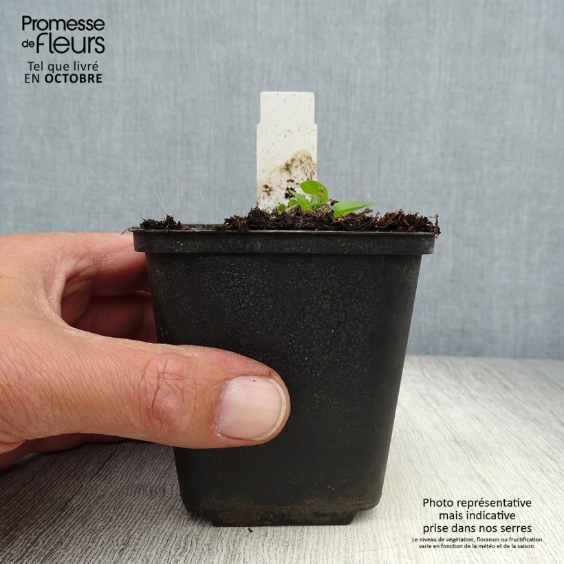 Ejemplar de Verbascum Sugar Plum Maceta de 8/9 cm entregado en otoño