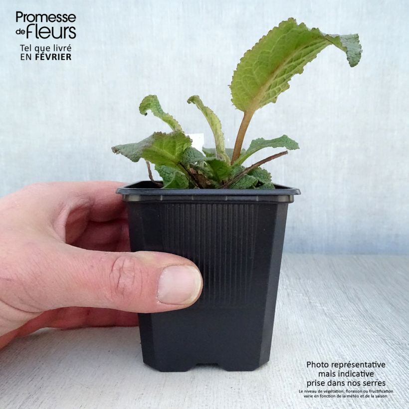 Verbascum Southern Charm Maceta de 8/9 cm Ejemplar entregado en invierno
