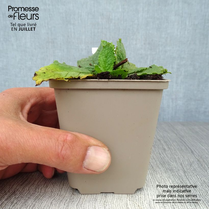 Ejemplar de Verbascum phoeniceum Flush of White Maceta de 8/9 cm entregado en verano