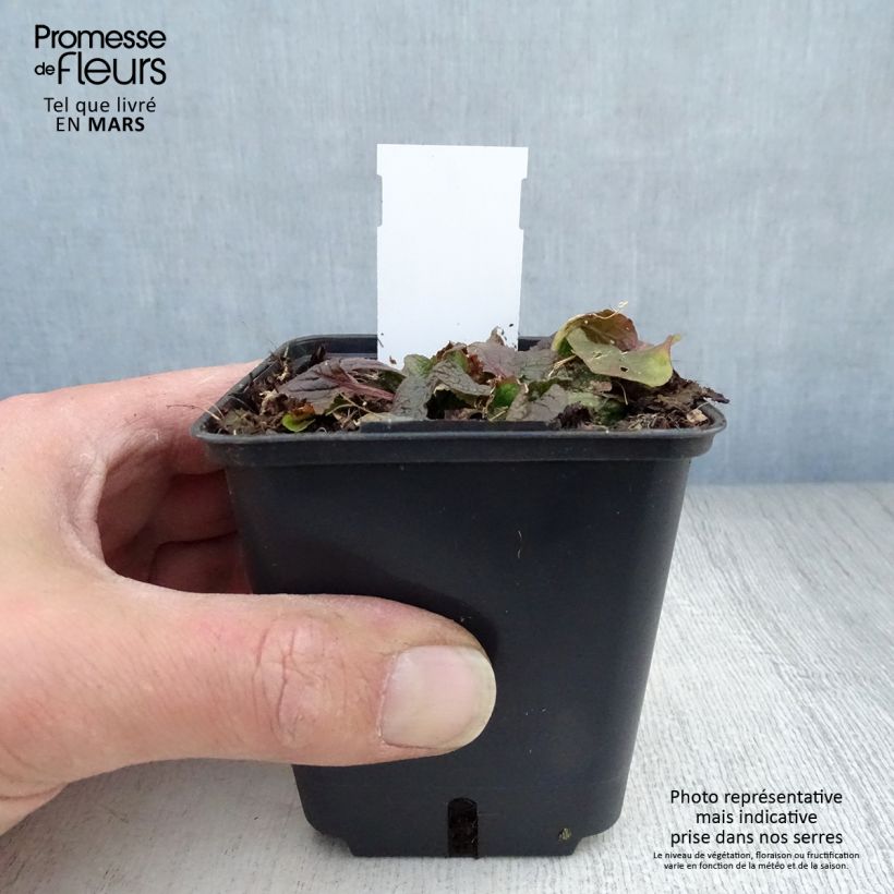 Verbascum phoeniceum Violetta - Molène Godet de 8/9 cm Ejemplar entregado en la primavera