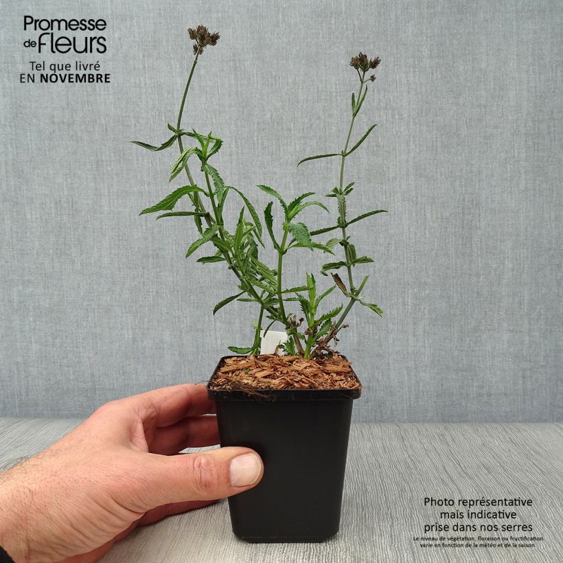 Ejemplar de Hierba mora Lollipop - Verbena bonariensis Maceta de 8/9 cm entregado en otoño
