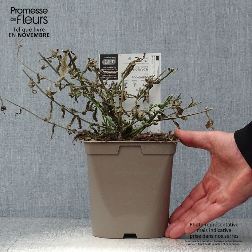 Ejemplar de Hierba mora Lollipop - Verbena bonariensis Maceta 2L/3L entregado en otoño