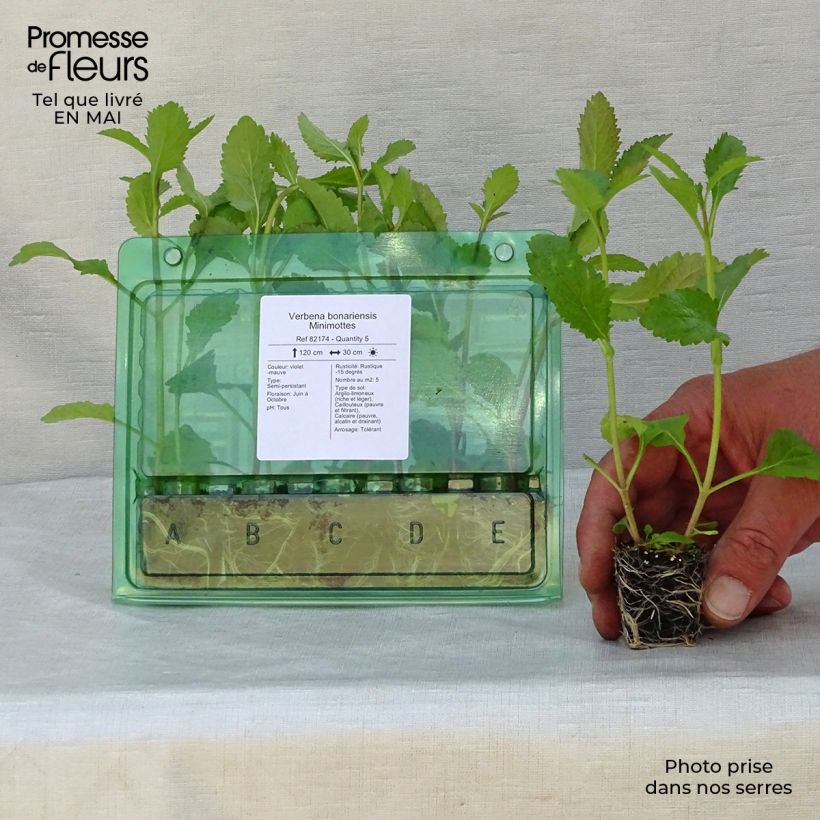 Hierba mora - Verbena bonariensis minicepellón: Ø 3/4 cm Ejemplar entregado en la primavera