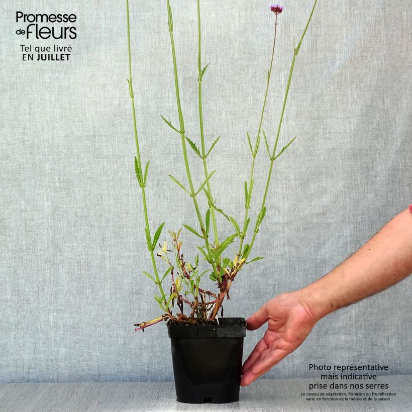 Ejemplar de Hierba mora - Verbena bonariensis Maceta 2L/3L entregado en verano