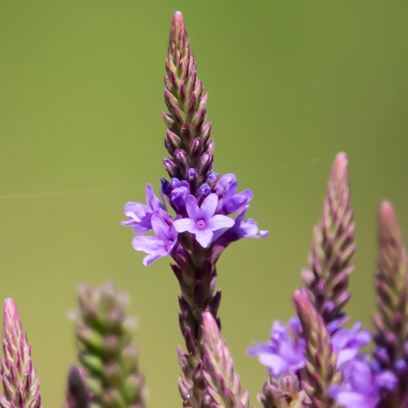 Verbena hastata Blue Spires (Floración)