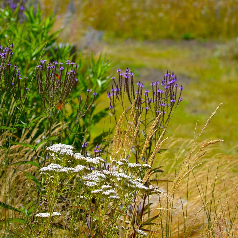 Verbena hastata Blue Spires (Porte)