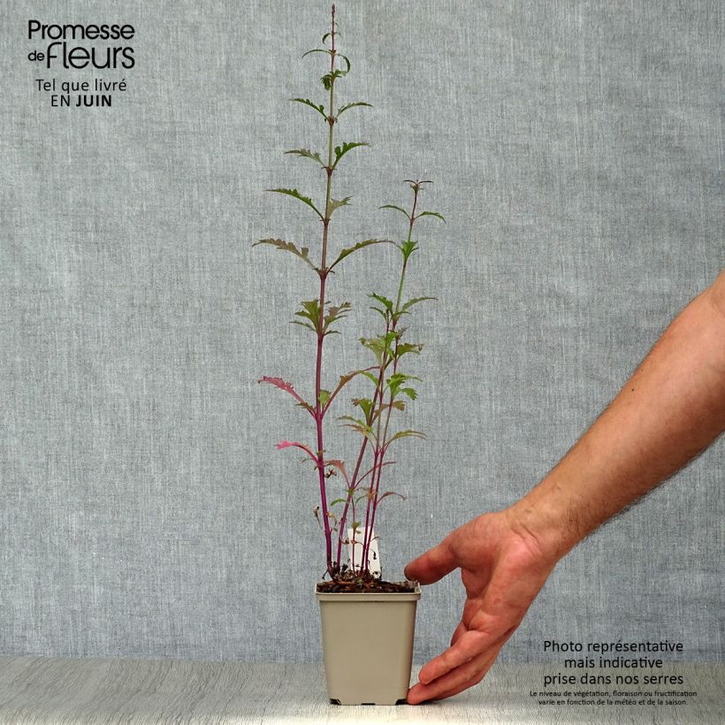 Ejemplar de Verbena Bampton - Verbena officinalis Maceta de 8/9 cm entregado en verano
