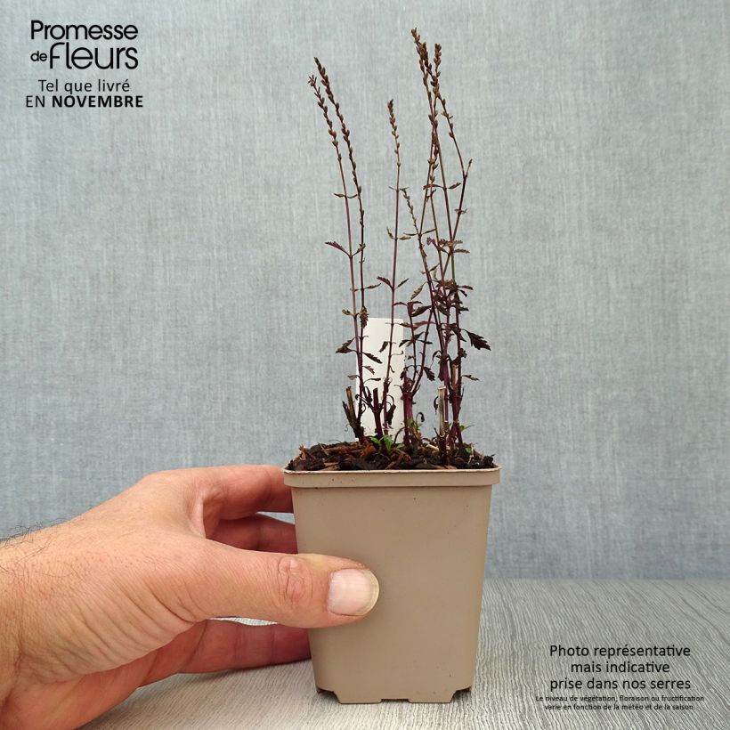 Ejemplar de Verbena Bampton - Verbena officinalis Maceta de 8/9 cm entregado en otoño