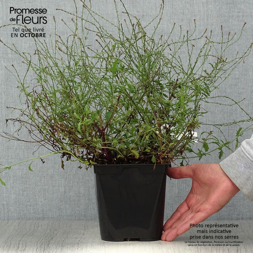 Ejemplar de Verbena Bampton - Verbena officinalis Maceta 2L/3L entregado en otoño