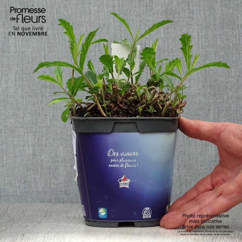 Ejemplar de Verbena rigida Venosa Maceta 2L/3L entregado en otoño