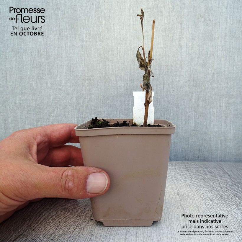 Ejemplar de Verbesina alternifolia Maceta de 8/9 cm entregado en otoño