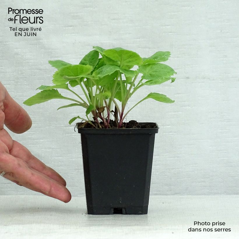 Ejemplar de Solidago sphacelata Golden Fleece Maceta de 8/9 cm entregado en verano