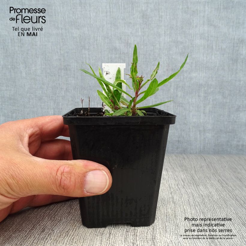 Vernonia lettermannii - Vernone de Letterman Godet de 8/9 cm Ejemplar entregado en la primavera