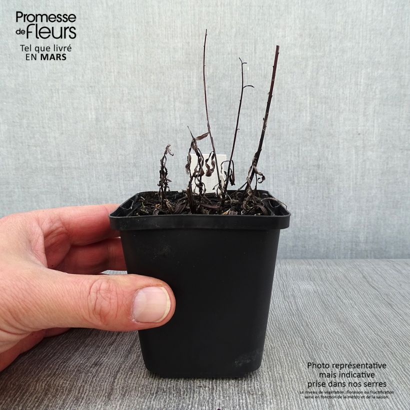 Vernonia lettermannii Maceta de 8/9 cm Ejemplar entregado en invierno