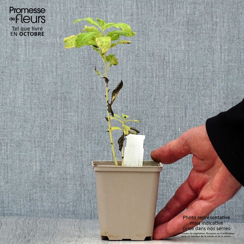 Ejemplar de Vernonia noveboracensis White Lightning Maceta de 8/9 cm entregado en otoño
