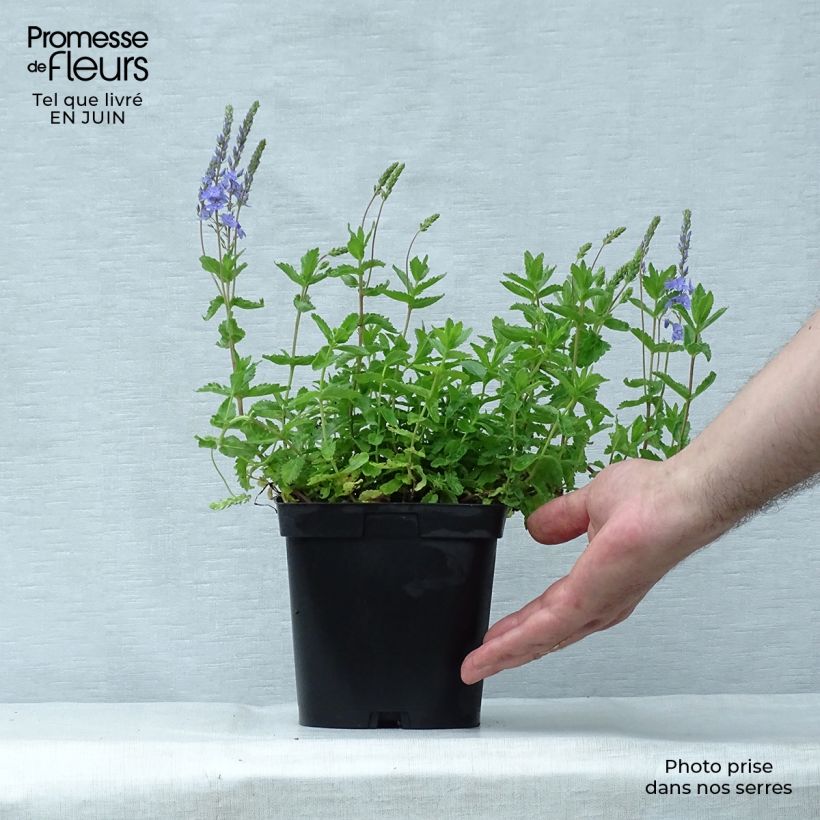 Ejemplar de Veronica austriaca Royal Blue - Véronique d'Autriche en pot de 2/3 litres entregado en verano