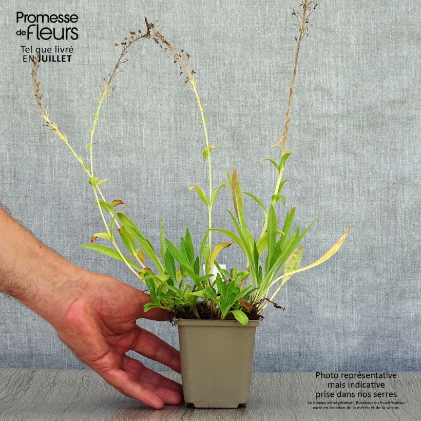 Ejemplar de Veronica gentianoides - Verónica de hojas de genciana Maceta de 8/9 cm entregado en verano