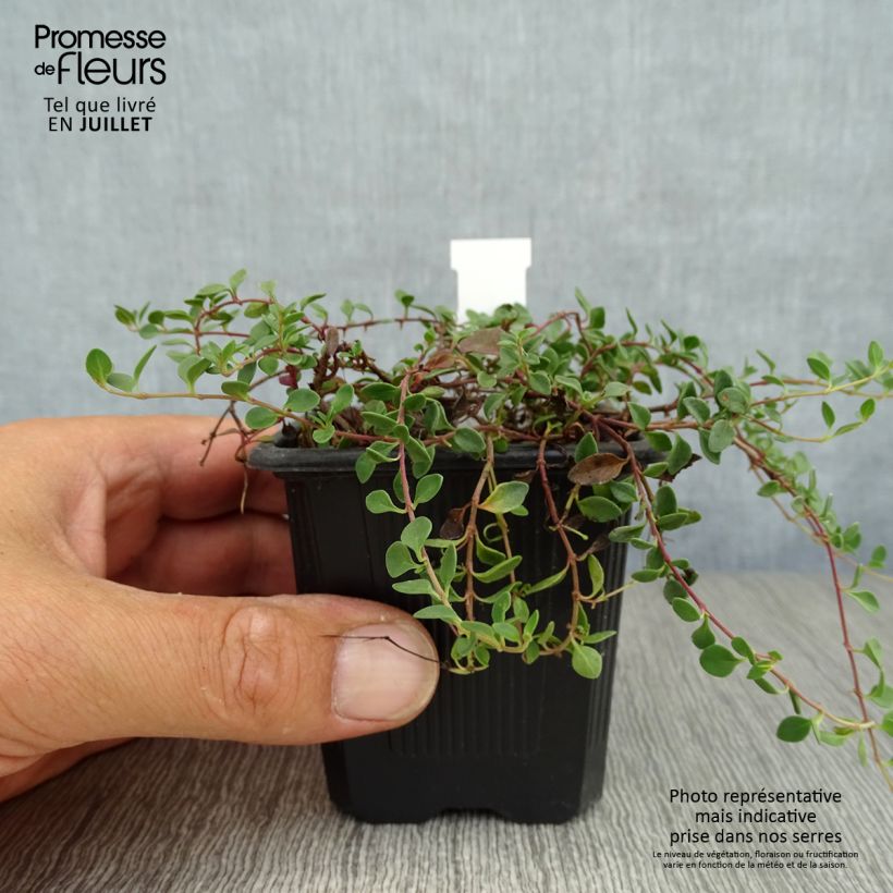 Ejemplar de Veronica liwanensis - Véronique Godet de 8/9cm entregado en verano
