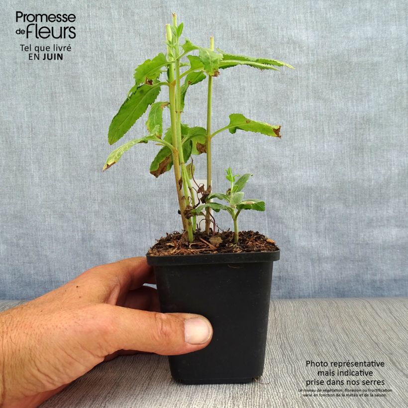 Ejemplar de Veronica longifolia - Verónica de hojas largas Maceta de 8/9 cm entregado en verano