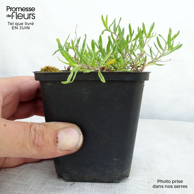 Ejemplar de Veronica prostrata Mrs Holt - Verónica postrada Maceta de 8/9 cm entregado en verano