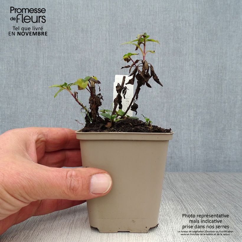 Ejemplar de Veronica spicata Blue Candles - Verónica espigada Maceta de 8/9 cm entregado en otoño
