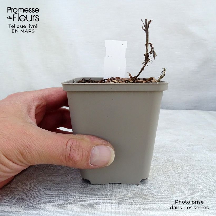 Veronica spicata Bubblegum Candles - Verónica espigada Maceta de 8/9 cm Ejemplar entregado en invierno