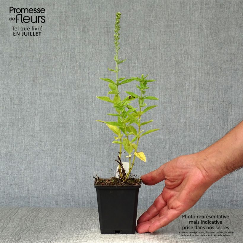 Ejemplar de Veronica spicata Icicle - Verónica espigada Maceta de 8/9 cm entregado en verano