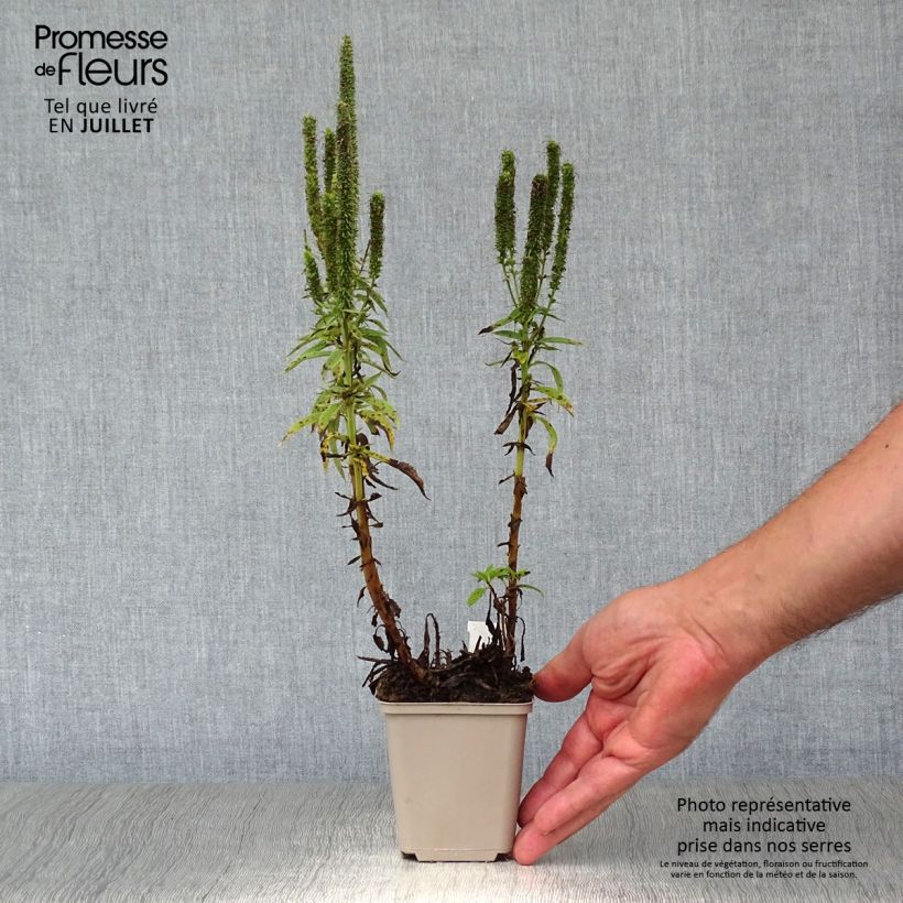 Ejemplar de Veronica spicata Royal Candles - Verónica espigada Maceta de 8/9 cm entregado en verano